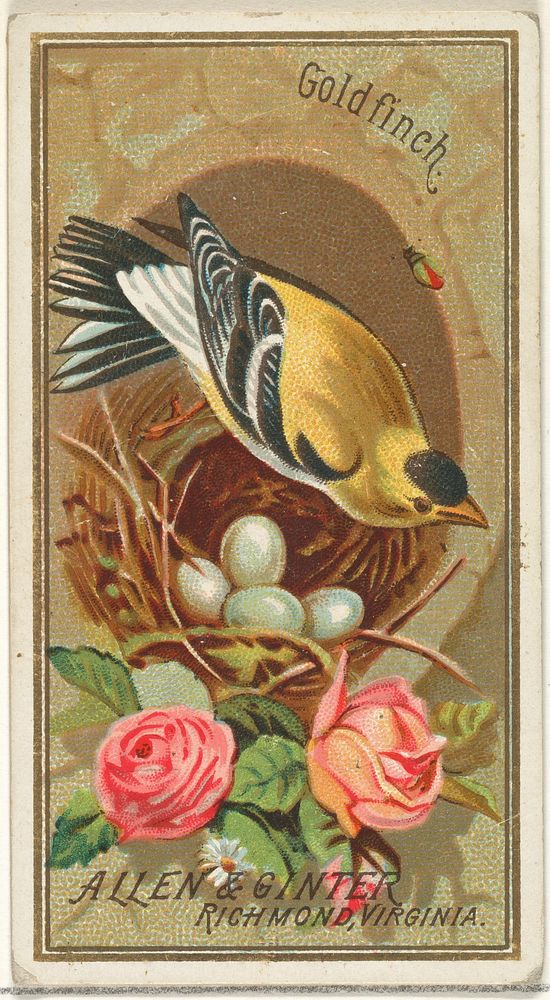 Goldfinch, from the Birds of America series (N4) for Allen & Ginter Cigarettes Brands issued by Allen & Ginter 