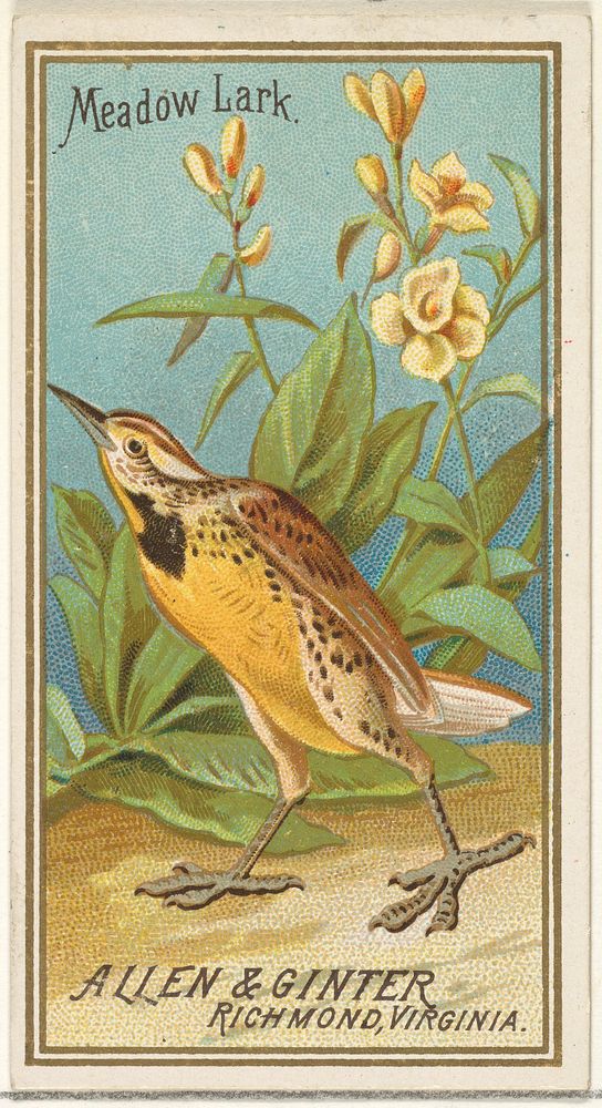 Meadow Lark, from the Birds of America series (N4) for Allen & Ginter Cigarettes Brands issued by Allen & Ginter 