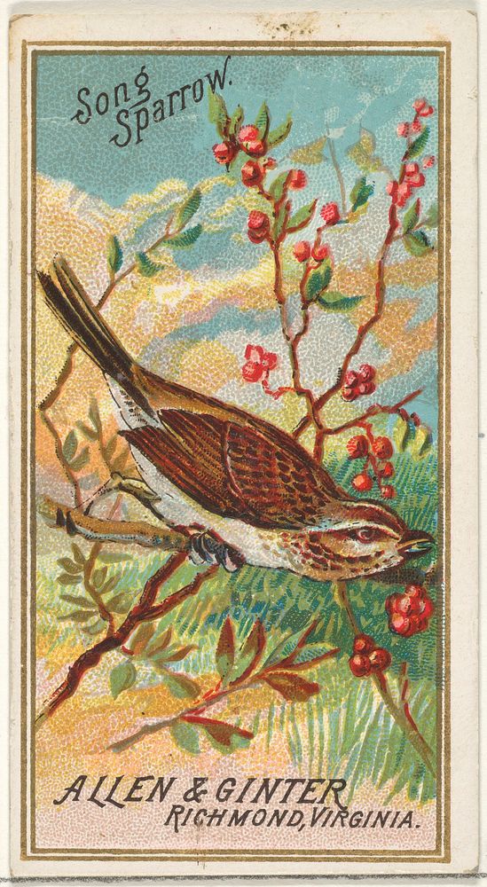 Song Sparrow, from the Birds of America series (N4) for Allen & Ginter Cigarettes Brands