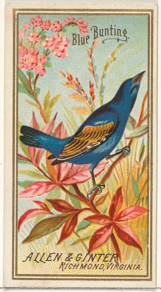 Blue Bunting, from the Birds of America series (N4) for Allen & Ginter Cigarettes Brands