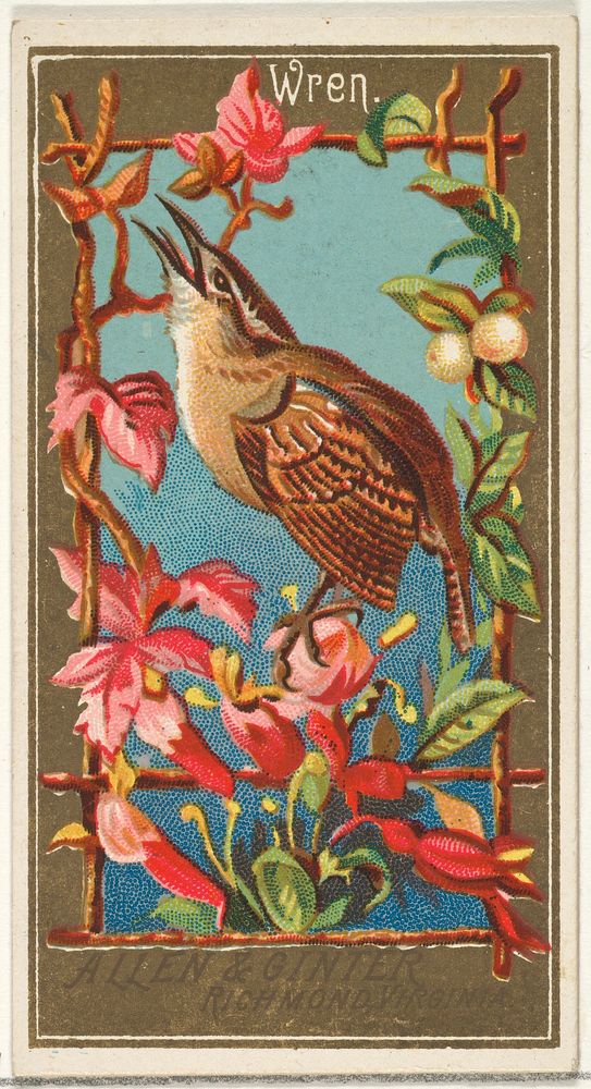 Wren, from the Birds of America series (N4) for Allen & Ginter Cigarettes Brands, issued by Allen & Ginter