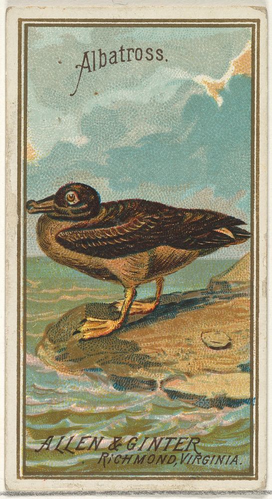 Albatross, from the Birds of America series (N4) for Allen & Ginter Cigarettes Brands issued by Allen & Ginter 