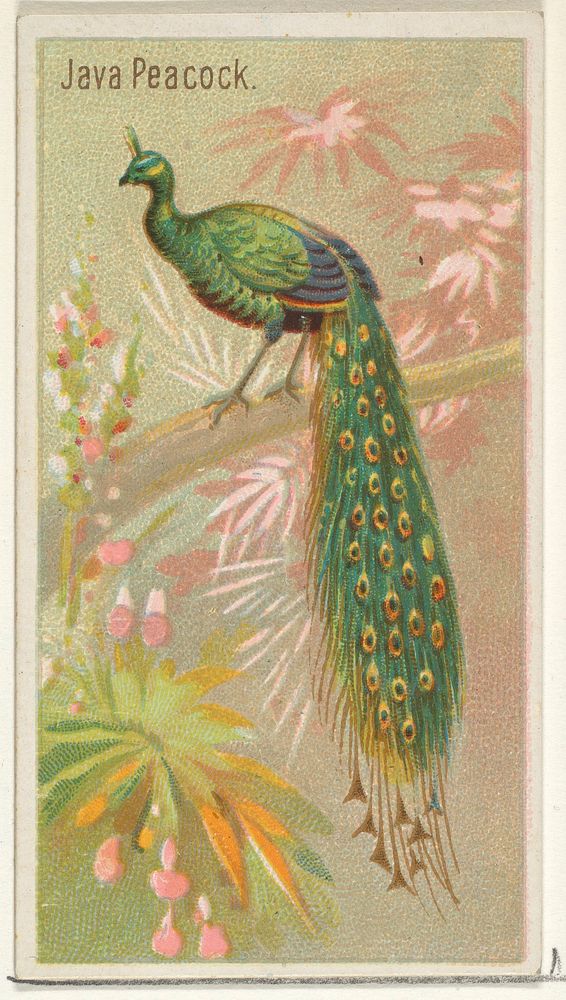 Java Peacock, from the Birds of the Tropics series (N5) for Allen & Ginter Cigarettes Brands