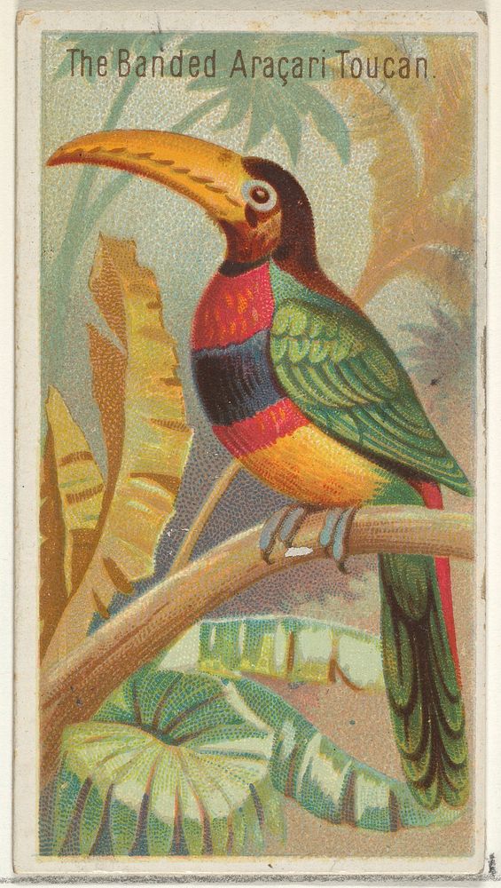 The Banded Aracari Toucan, from the Birds of the Tropics series (N5) for Allen & Ginter Cigarettes Brands