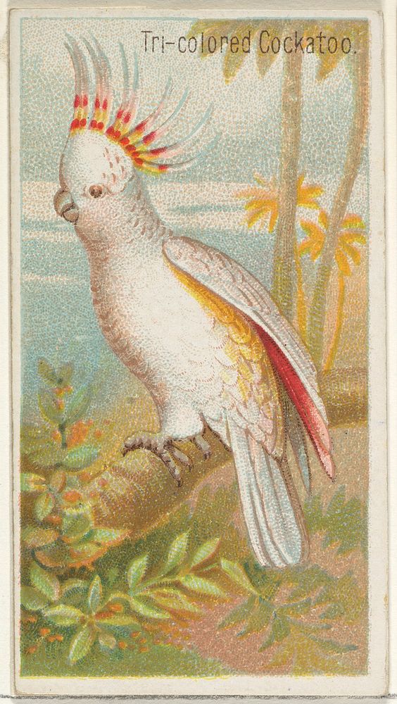 Tri-colored Cockatoo, from the Birds of the Tropics series (N5) for Allen & Ginter Cigarettes Brands