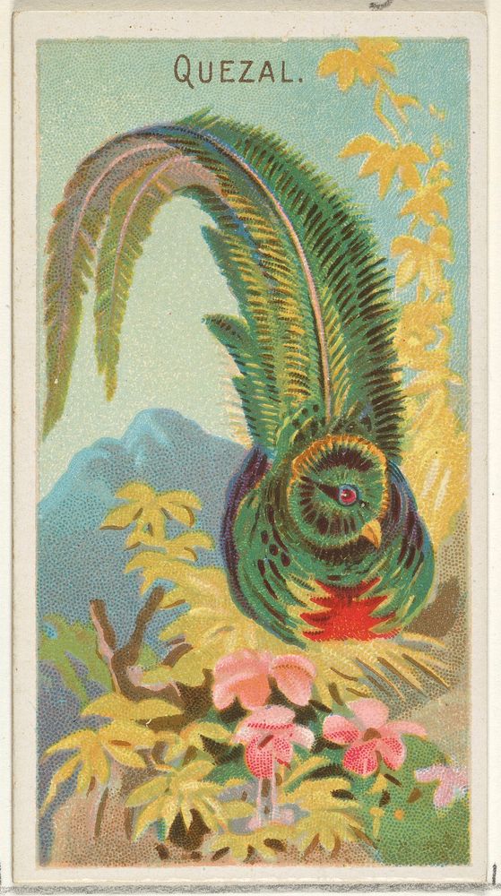 Quetzal, from the Birds of the Tropics series (N5) for Allen & Ginter Cigarettes Brands