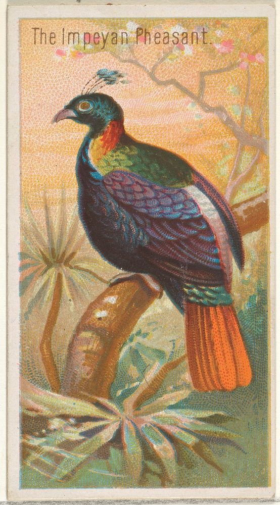 The Impeyan Pheasant, from the Birds of the Tropics series (N5) for Allen & Ginter Cigarettes Brands