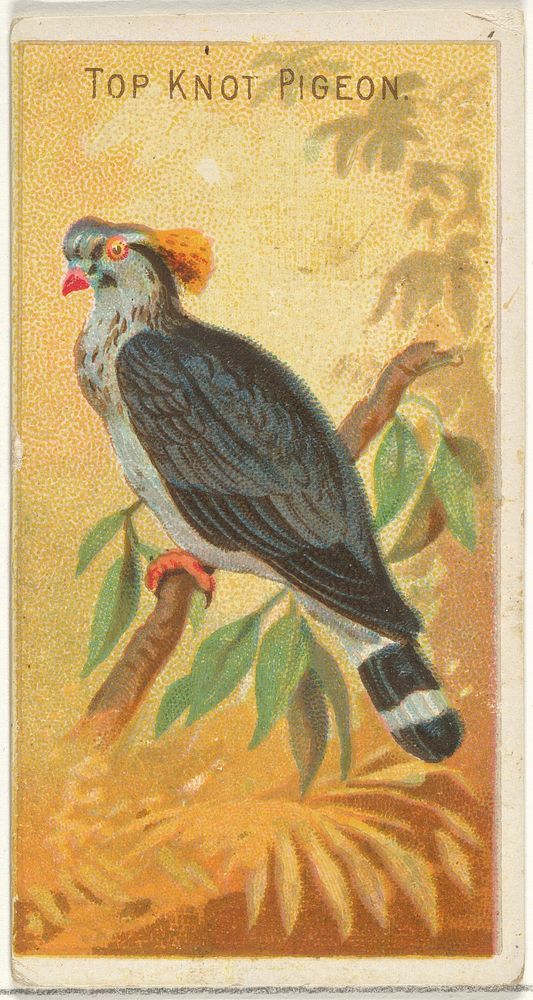 Top Knot Pigeon, from the Birds of the Tropics series (N5) for Allen & Ginter Cigarettes Brands issued by Allen & Ginter…