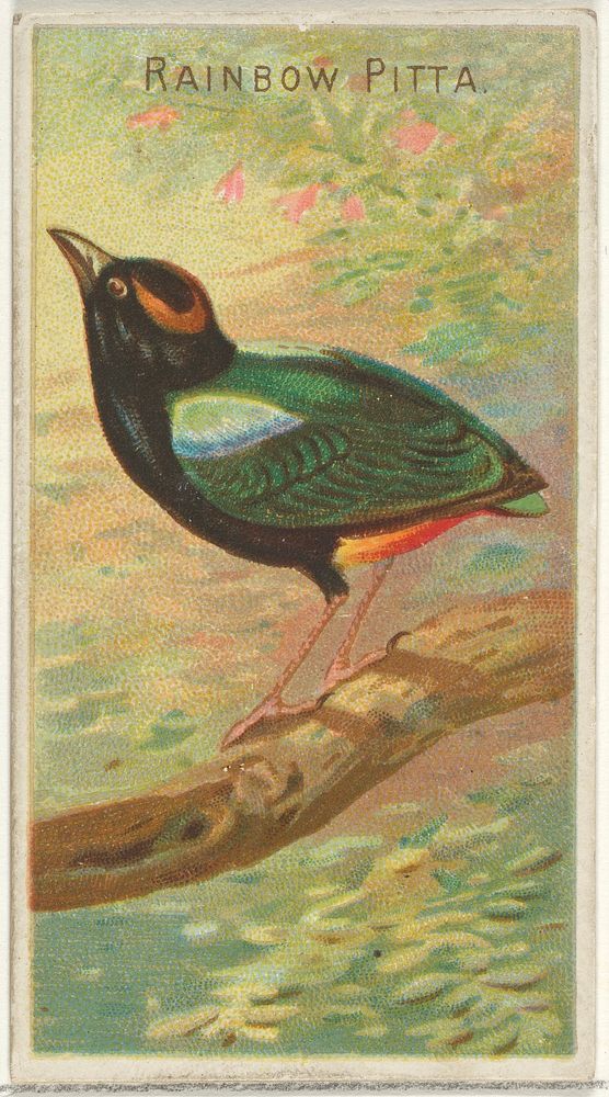 Rainbow Pitta, from the Birds of the Tropics series (N5) for Allen & Ginter Cigarettes Brands issued by Allen & Ginter…