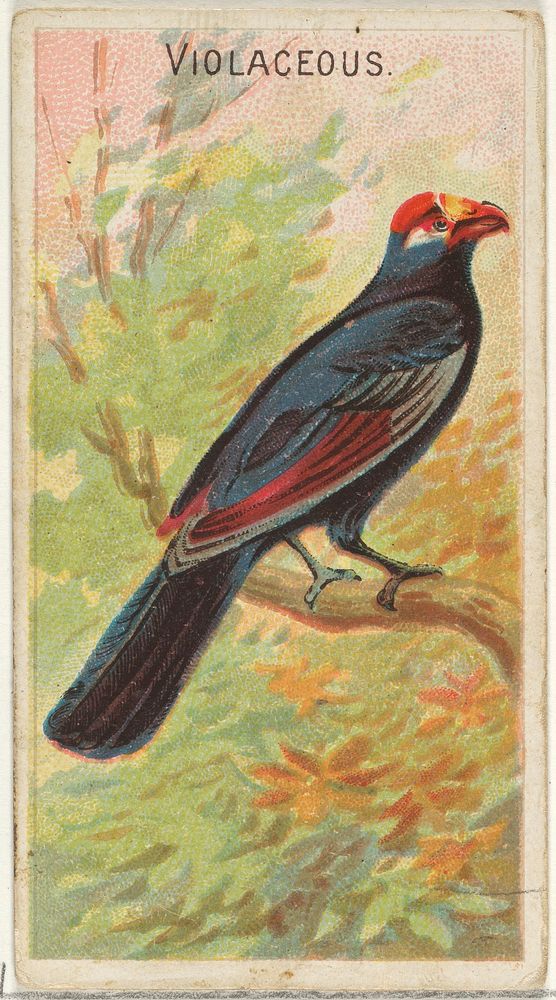 Violaceous, from the Birds of the Tropics series (N5) for Allen & Ginter Cigarettes Brands issued by Allen & Ginter, George…