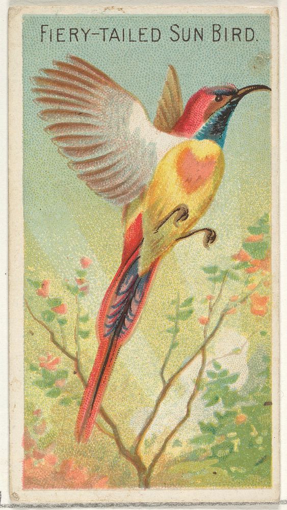 Fiery-Tailed Sun Bird, from the Birds of the Tropics series (N5) for Allen & Ginter Cigarettes Brands