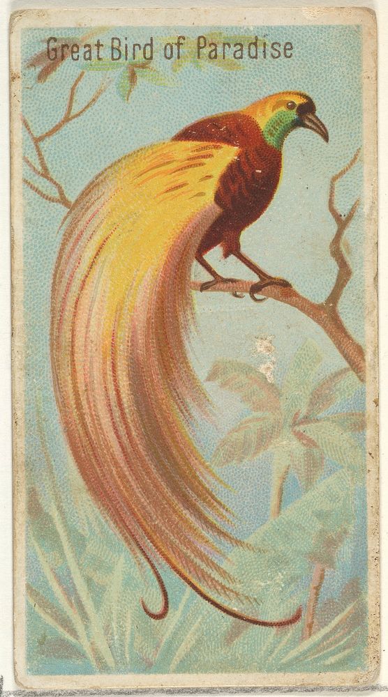 Great Bird of Paradise, from the Birds of the Tropics series (N5) for Allen & Ginter Cigarettes Brands issued by Allen &…