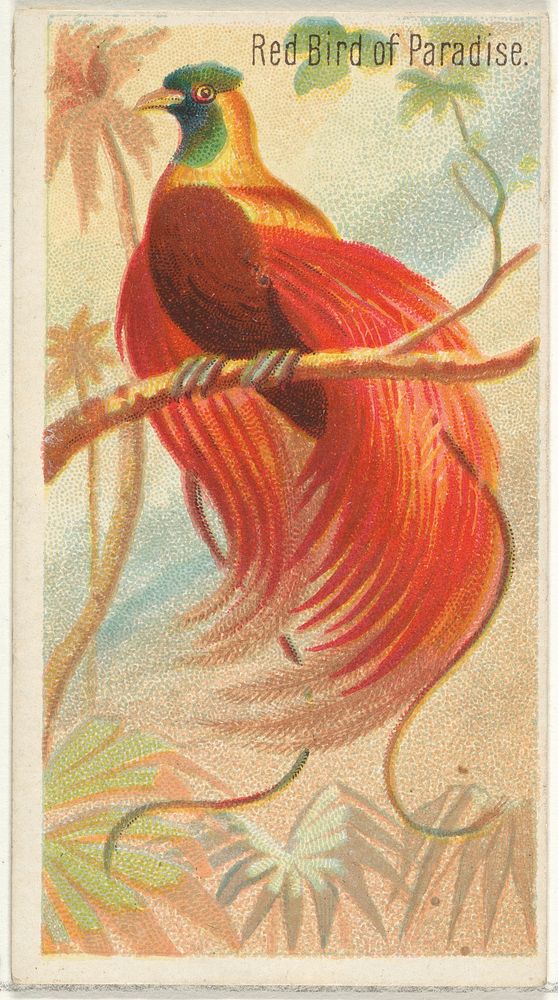 Red Bird of Paradise, from the Birds of the Tropics series (N5) for Allen & Ginter Cigarettes Brands