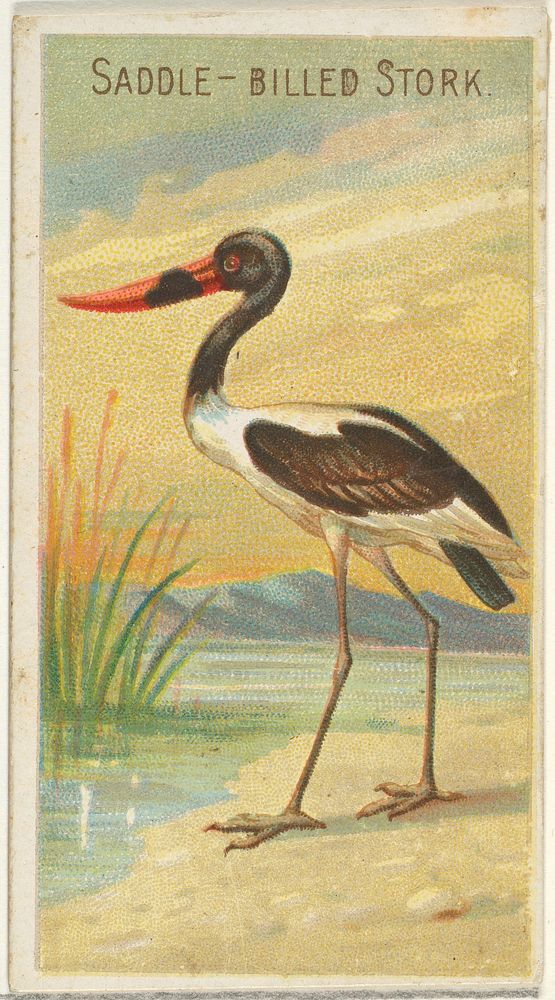 Saddle-Billed Stork, from the Birds of the Tropics series (N5) for Allen & Ginter Cigarettes Brands issued by Allen &…