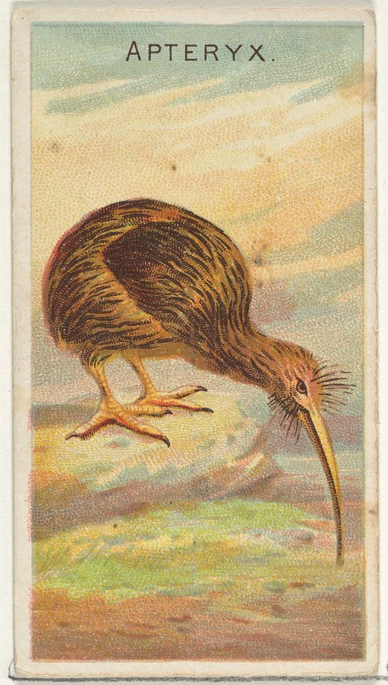 Apteryx, from the Birds of the Tropics series (N5) for Allen & Ginter Cigarettes Brands