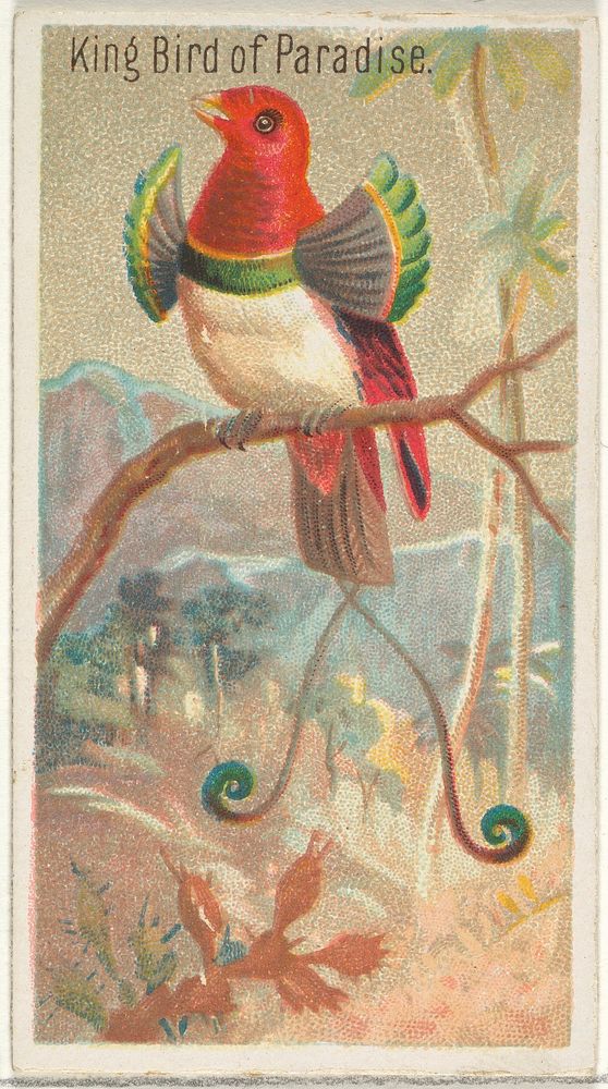 King Bird of Paradise, from the Birds of the Tropics series (N5) for Allen & Ginter Cigarettes Brands
