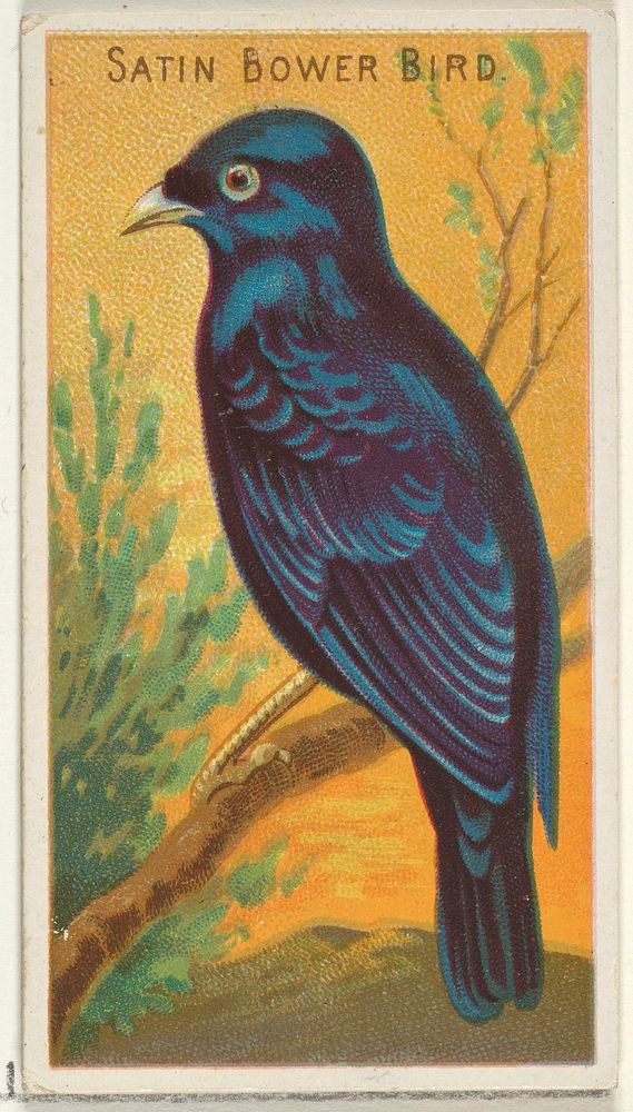 Satin Bower Bird, from the Birds of the Tropics series (N5) for Allen & Ginter Cigarettes Brands