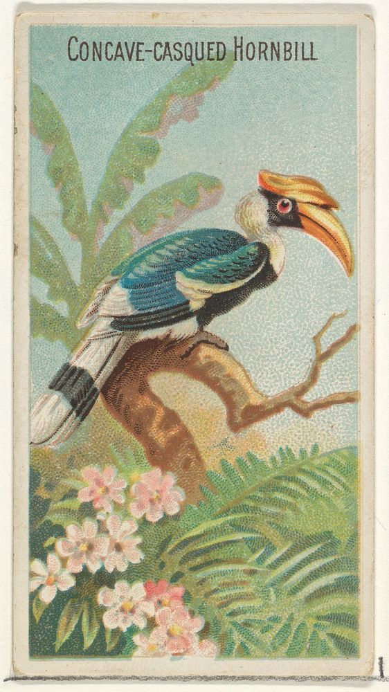 Concave-Casqued Hornbill, from the Birds of the Tropics series (N5) for Allen & Ginter Cigarettes Brands