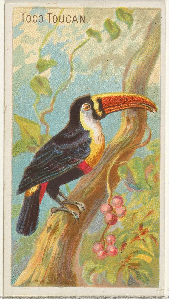 Toco Toucan, from the Birds of the Tropics series (N5) for Allen & Ginter Cigarettes Brands