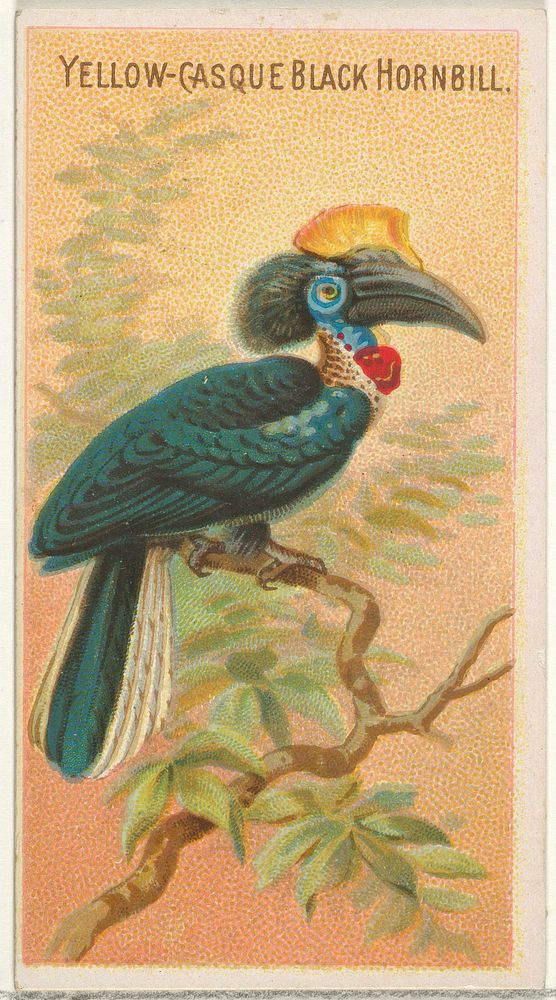 Yellow-Casque Black Hornbill, from the Birds of the Tropics series (N5) for Allen & Ginter Cigarettes Brands