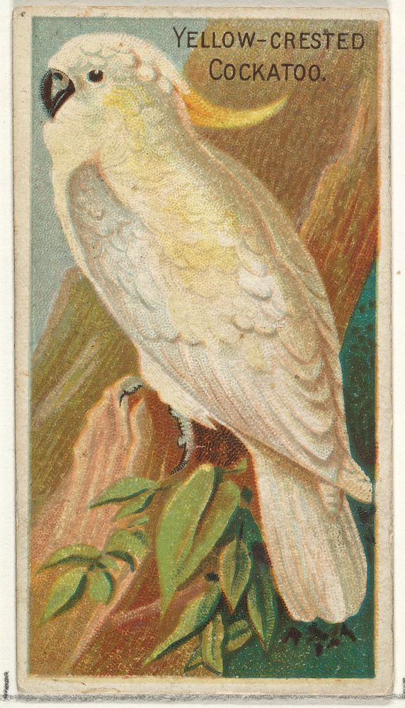 Yellow-Crested Cockatoo, from the Birds of the Tropics series (N5) for Allen & Ginter Cigarettes Brands