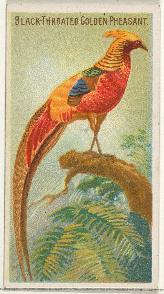 Black-Throated Golden Pheasant, from the Birds of the Tropics series (N5) for Allen & Ginter Cigarettes Brands