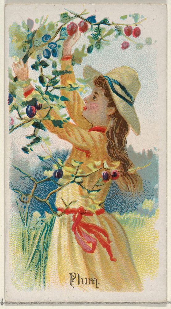 Plum, from the Fruits series (N12) for Allen & Ginter Cigarettes Brands