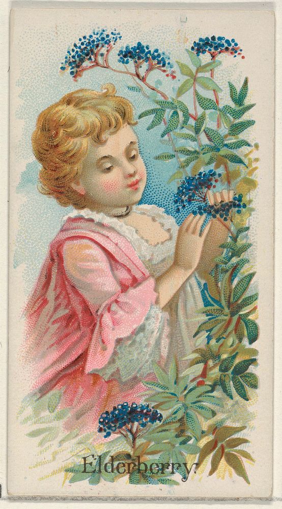 Elderberry, from the Fruits series (N12) for Allen & Ginter Cigarettes Brands