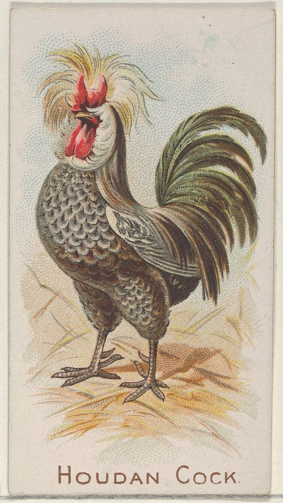Houdan Cock, from the Prize and Game Chickens series (N20) for Allen & Ginter Cigarettes published by Allen & Ginter