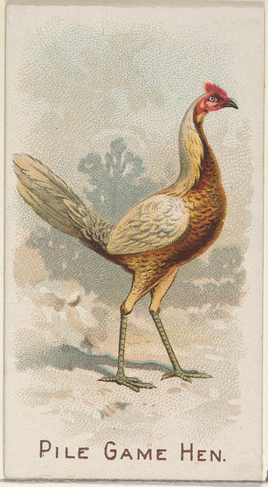 Pile Game Hen, from the Prize and Game Chickens series (N20) for Allen & Ginter Cigarettes published by Allen & Ginter
