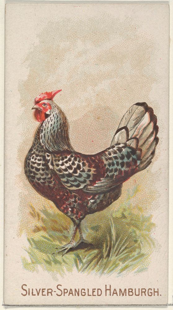 Silver-Spangled Hamburgh, from the Prize and Game Chickens series (N20) for Allen & Ginter Cigarettes