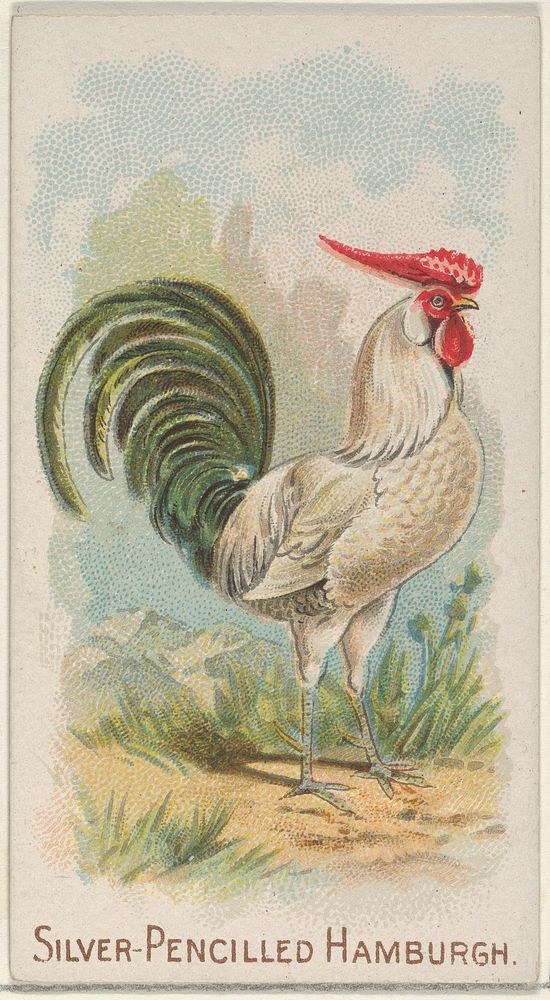 Silver-Pencilled Hamburgh, from the Prize and Game Chickens series (N20) for Allen & Ginter Cigarettes published by Allen &…
