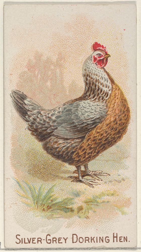 Silver-Grey Dorking Hen, from the Prize and Game Chickens series (N20) for Allen & Ginter Cigarettes