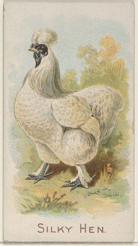 Silky Hen, from the Prize and Game Chickens series (N20) for Allen & Ginter Cigarettes published by Allen & Ginter