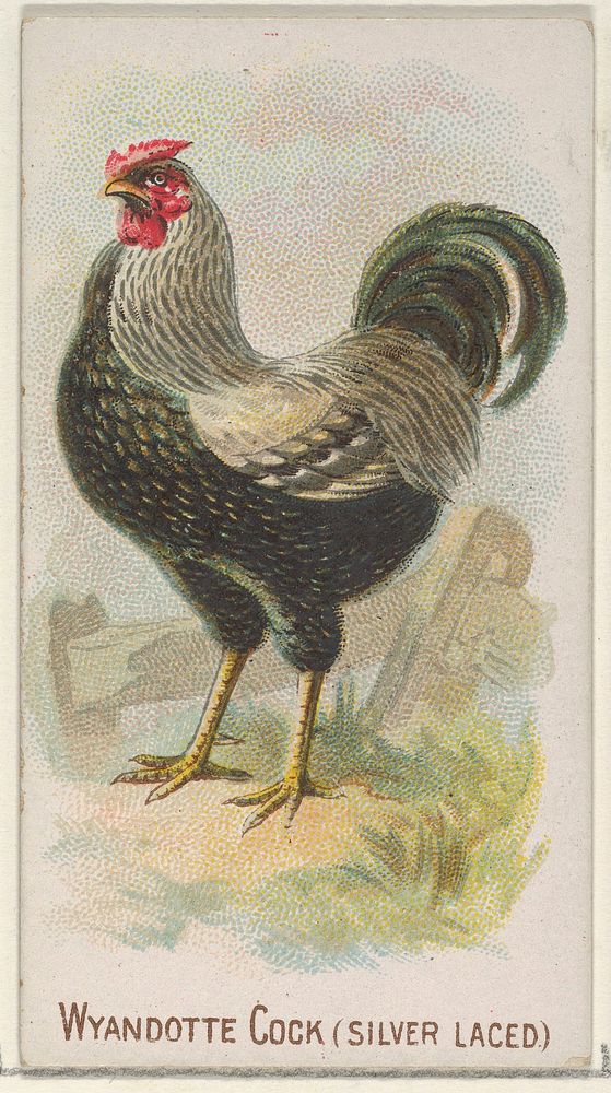 Wyandotte Cock (Silver Laced), from the Prize and Game Chickens series (N20) for Allen & Ginter Cigarettes