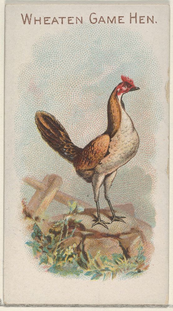 Wheaten Game Hen, from the Prize and Game Chickens series (N20) for Allen & Ginter Cigarettes published by Allen & Ginter