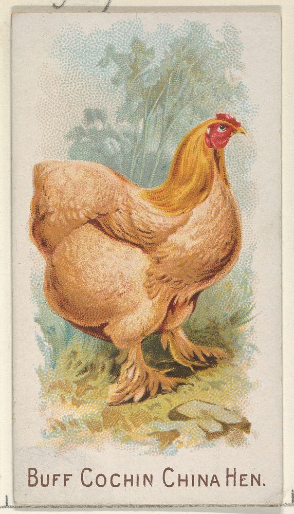 Buff Cochin China Hen, from the Prize and Game Chickens series (N20) for Allen & Ginter Cigarettes