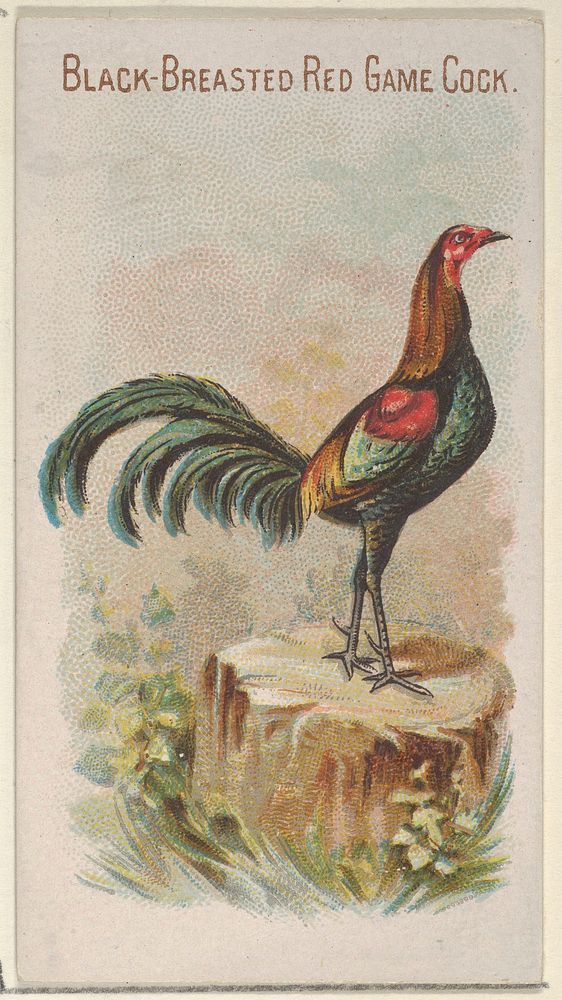 Black-Breasted Red Game Cock, from the Prize and Game Chickens series (N20) for Allen & Ginter Cigarettes