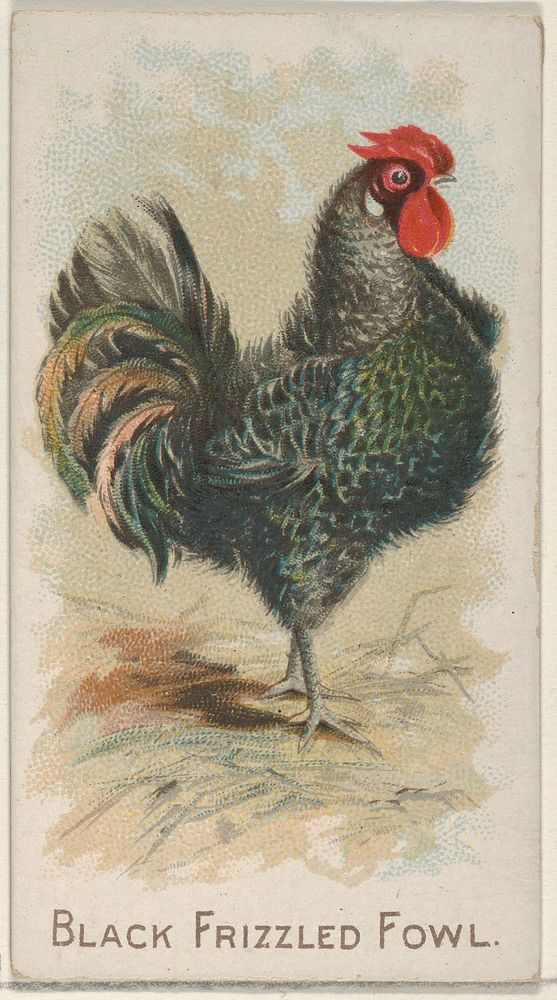 Black Frizzled Fowl, from the Prize and Game Chickens series (N20) for Allen & Ginter Cigarettes