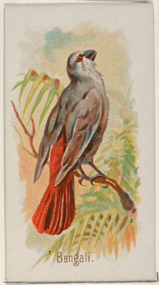 Bengali, from the Song Birds of the World series (N23) for Allen & Ginter Cigarettes issued by Allen & Ginter, George S.…