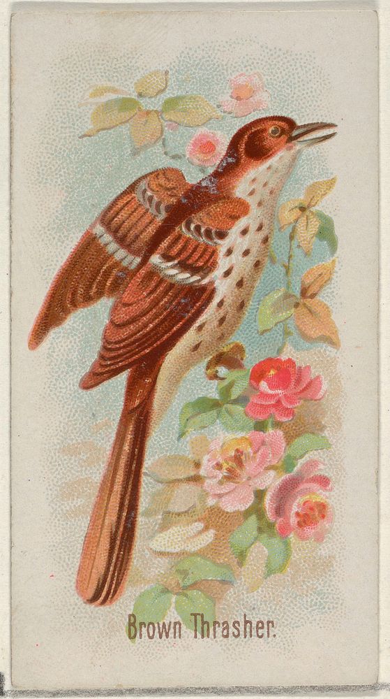 Brown Thrasher, from the Song Birds of the World series (N23) for Allen & Ginter Cigarettes issued by Allen & Ginter, George…