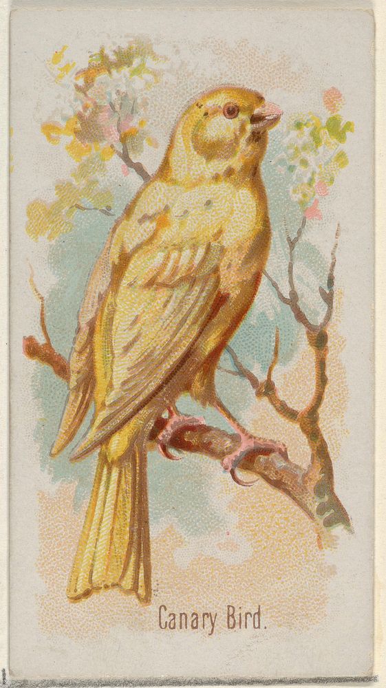 Canary Bird, from the Song Birds of the World series (N23) for Allen & Ginter Cigarettes, issued by Allen & Ginter