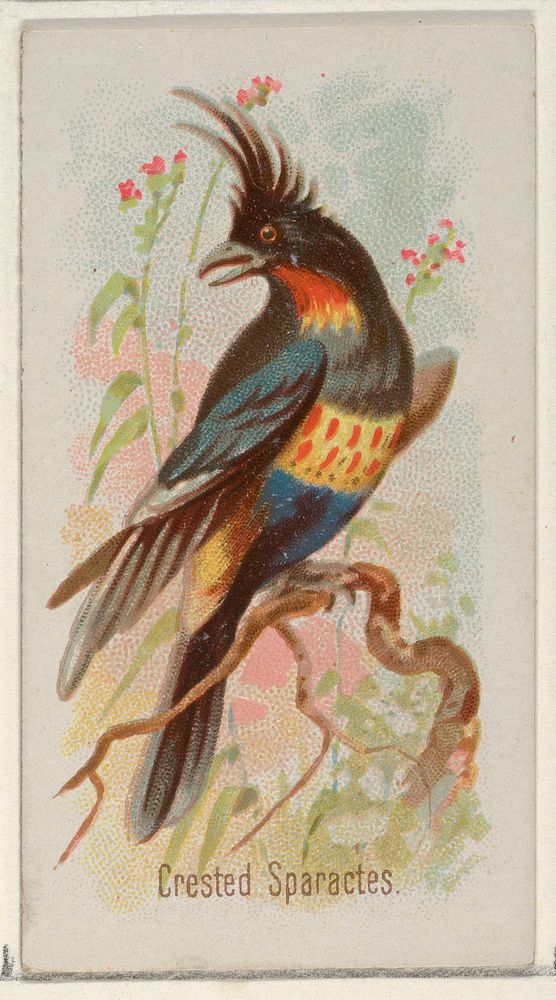 Crested Sparactes, from the Song Birds of the World series (N23) for Allen & Ginter Cigarettes