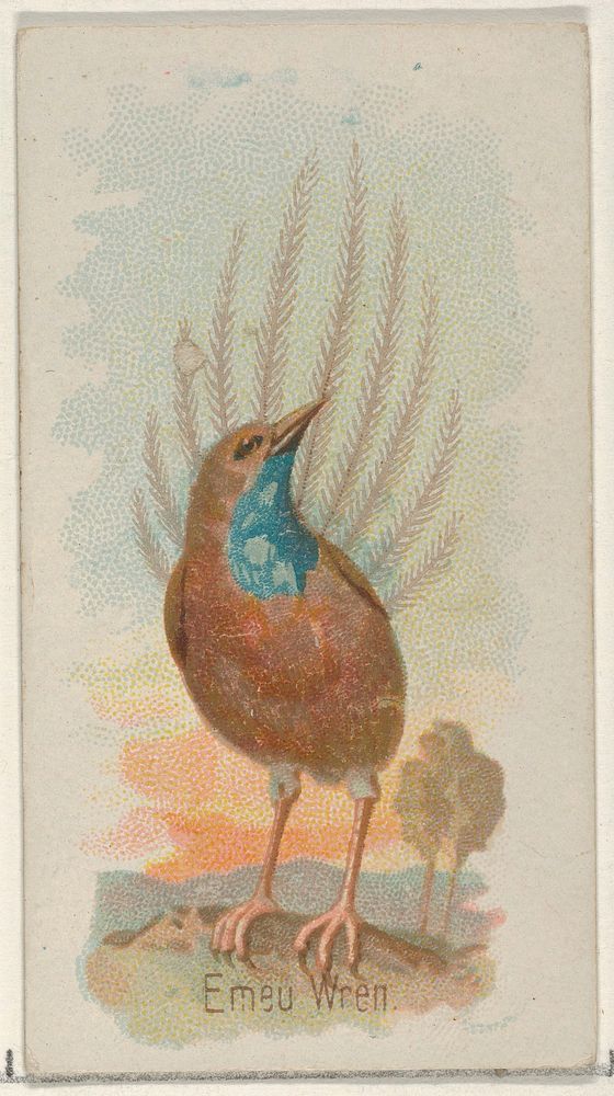 Emeu Wren, from the Song Birds of the World series (N23) for Allen & Ginter Cigarettes issued by Allen & Ginter, George S.…