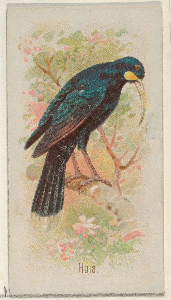 Huia, from the Song Birds of the World series (N23) for Allen & Ginter Cigarettes issued by Allen & Ginter, George S. Harris…