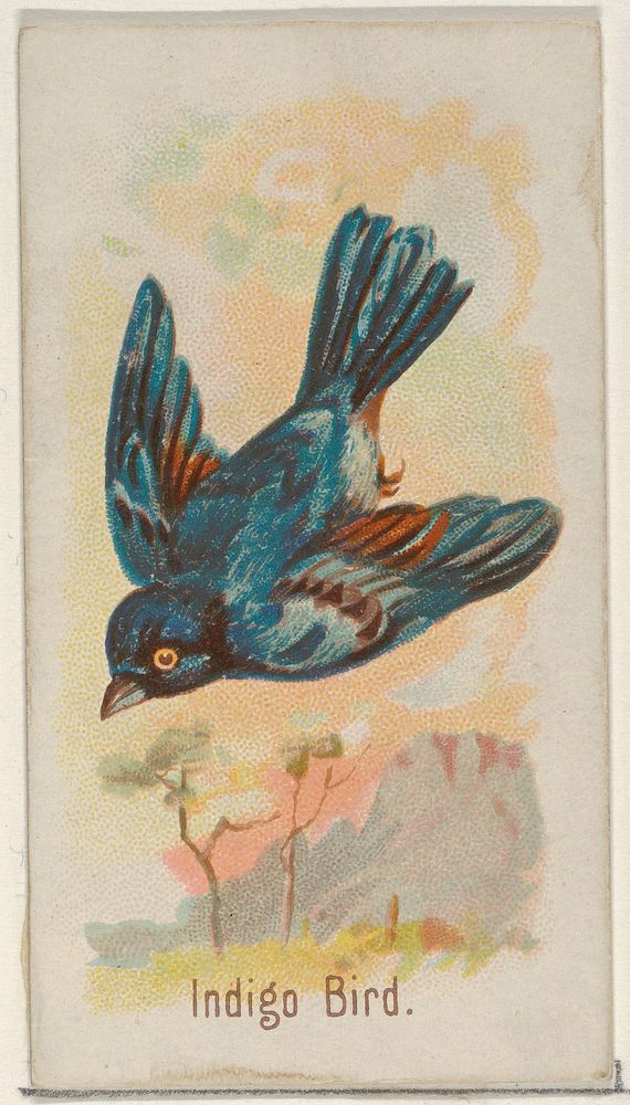 Indigo Bird, from the Song Birds of the World series (N23) for Allen & Ginter Cigarettes