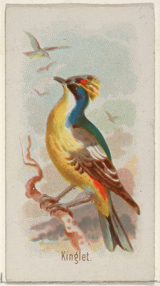 Kinglet, from the Song Birds of the World series (N23) for Allen & Ginter Cigarettes issued by Allen & Ginter, George S.…