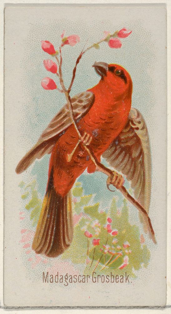Madagascar Grosbeak, from the Song Birds of the World series (N23) for Allen & Ginter Cigarettes