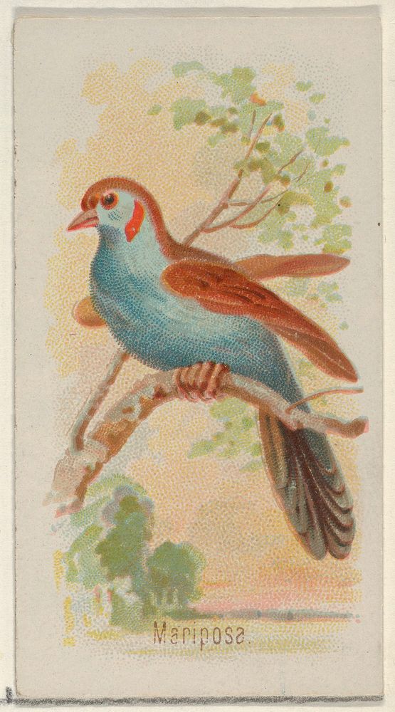 Mariposa, from the Song Birds of the World series (N23) for Allen & Ginter Cigarettes issued by Allen & Ginter, George S.…