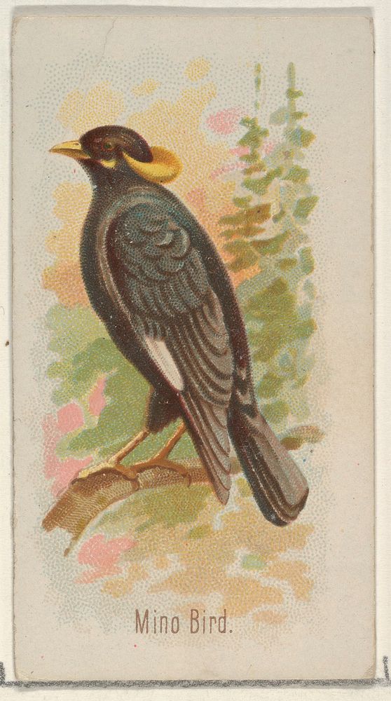 Mino Bird, from the Song Birds of the World series (N23) for Allen & Ginter Cigarettes issued by Allen & Ginter, George S.…